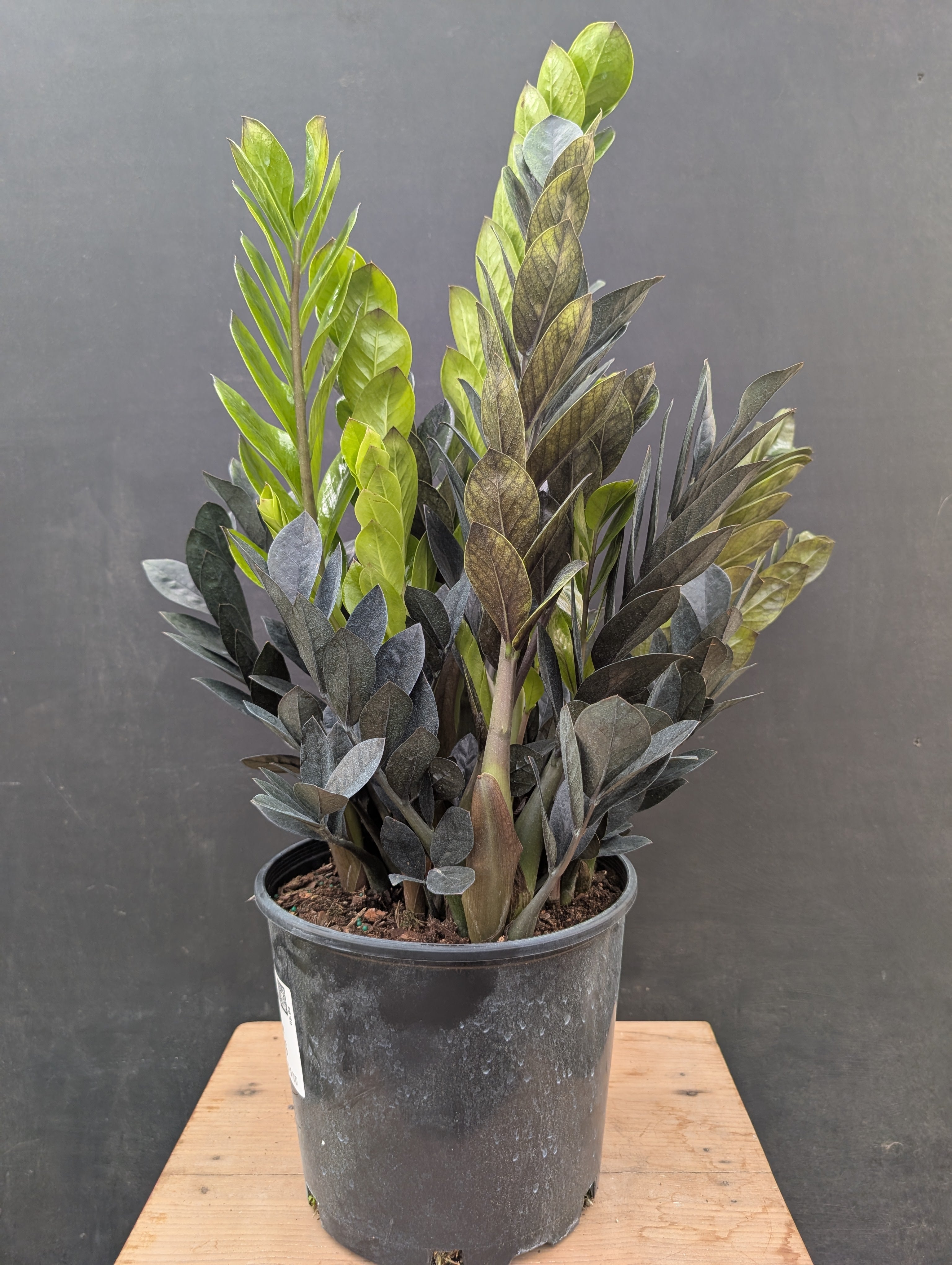 Large Indoor Houseplants – The Plant Stand of Arizona