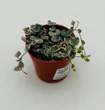 Load image into Gallery viewer, Variegated String of Hearts