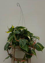 Load image into Gallery viewer, Philodendron 'Brasil'
