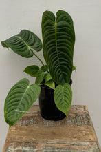 Load image into Gallery viewer, 5in Anthurium Veitchii