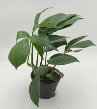 Load image into Gallery viewer, 5in Rhaphidophora Decursiva