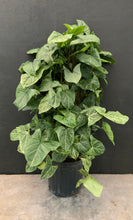 Load image into Gallery viewer, Syngonium Arrowhead Podophylum on totem