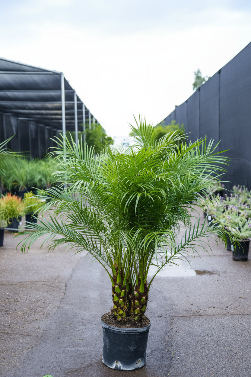 planting pygmy date palms in containers 7 Gallon Pygmy Date Palm