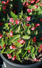 Load image into Gallery viewer, 14 Inch Premium Blooming Begonias