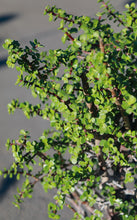 Load image into Gallery viewer, 14 Inch Elephant Food Tree