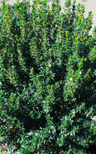 Load image into Gallery viewer, 15 Gallon Dwarf Myrtle *Pickup Only*