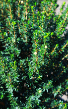 Load image into Gallery viewer, 15 Gallon Dwarf Myrtle *Pickup Only*