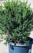 Load image into Gallery viewer, 15 Gallon Dwarf Myrtle *Pickup Only*