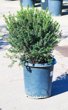 Load image into Gallery viewer, 15 Gallon Dwarf Myrtle *Pickup Only*