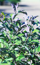 Load image into Gallery viewer, 15 Gallon Purple Vitex