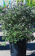 Load image into Gallery viewer, 15 Gallon Purple Vitex