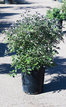 Load image into Gallery viewer, 15 Gallon Purple Vitex