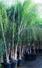 Load image into Gallery viewer, 15 Gallon Queen Palm