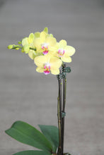Load image into Gallery viewer, 6" Asst. Orchids