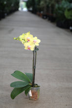 Load image into Gallery viewer, 6" Asst. Orchids