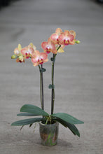 Load image into Gallery viewer, 6" Asst. Orchids