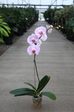 Load image into Gallery viewer, 6" Asst. Orchids