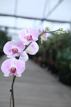 Load image into Gallery viewer, 6" Asst. Orchids