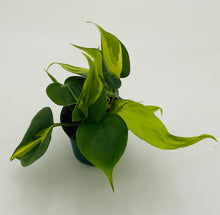 Load image into Gallery viewer, Philodendron 'Brasil'