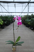 Load image into Gallery viewer, 6" Asst. Orchids