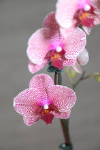 Load image into Gallery viewer, 6" Asst. Orchids