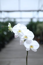 Load image into Gallery viewer, 6" Asst. Orchids