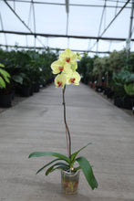 Load image into Gallery viewer, 6" Asst. Orchids