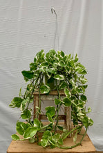 Load image into Gallery viewer, Pothos 'N Joy'