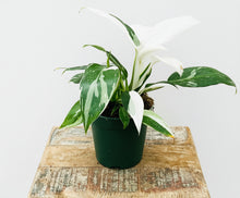 Load image into Gallery viewer, Philodendron White Princess