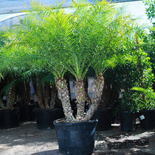 Load image into Gallery viewer, 25gal Pygmy Date Palm