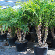 Load image into Gallery viewer, 25gal Pygmy Date Palm