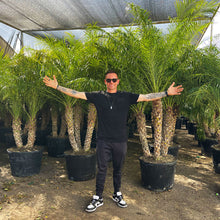 Load image into Gallery viewer, 25gal Pygmy Date Palm