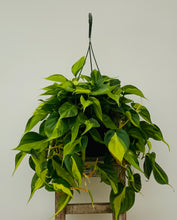Load image into Gallery viewer, Philodendron 'Brasil'