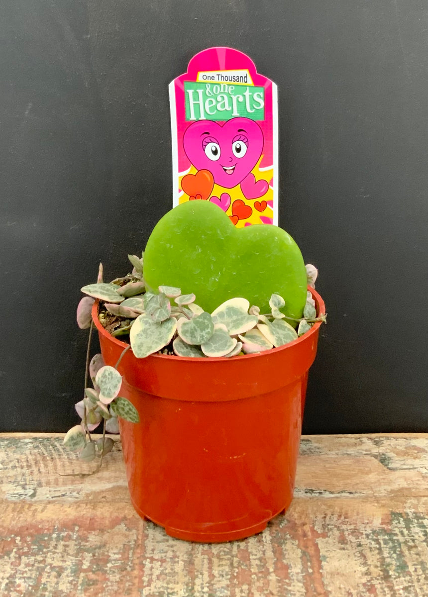 Hoya Kerri/Variegated String of Hearts Combo The Plant Stand of Arizona