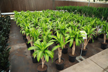 Load image into Gallery viewer, 3 Gallon Dracaena Massangeana Forks