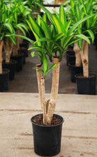 Load image into Gallery viewer, 3 Gallon Dracaena Massangeana Forks