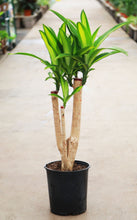 Load image into Gallery viewer, 3 Gallon Dracaena Massangeana Forks