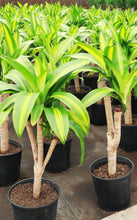 Load image into Gallery viewer, 3 Gallon Dracaena Massangeana Forks