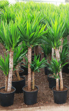 Load image into Gallery viewer, 3 Gallon Spineless Yucca