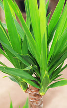 Load image into Gallery viewer, 3 Gallon Spineless Yucca