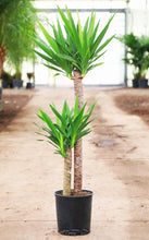 Load image into Gallery viewer, 3 Gallon Spineless Yucca