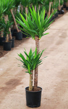 Load image into Gallery viewer, 3 Gallon Spineless Yucca
