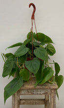 Load image into Gallery viewer, Heartleaf Philodendron