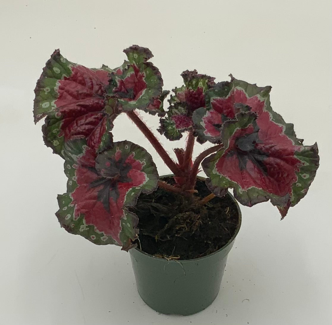 4in Begonia Macarena Cruz – The Plant Stand of Arizona