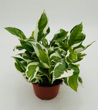 Load image into Gallery viewer, Pothos 'N Joy'