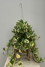 Load image into Gallery viewer, Pothos 'N Joy'