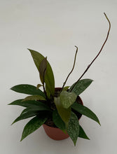 Load image into Gallery viewer, Hoya Pubicalyx