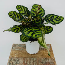 Load image into Gallery viewer, Peacock Calathea