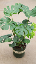 Load image into Gallery viewer, 3 Gallon Monstera Deliciosa