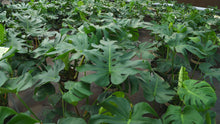 Load image into Gallery viewer, 3 Gallon Monstera Deliciosa